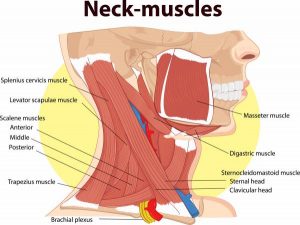 Labelled Diagram of Neck Muscles